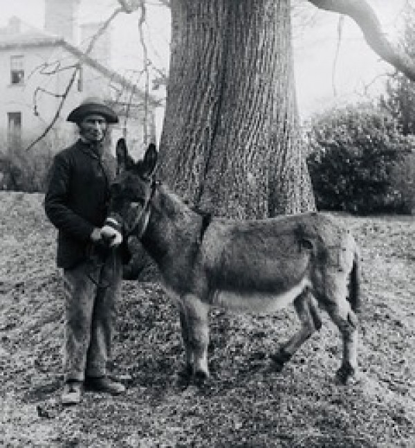 Welsh Kale Blog post  January 2021
